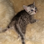 Mau, Bronze, Female, DOB 4-10-20