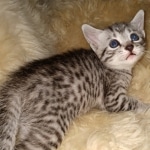 Mau, Bronze, Female, DOB 4-10-20