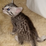 Mau, Bronze, Female, DOB 4-10-20