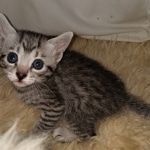 Mau, Bronze, Female, DOB 4-10-20