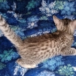 Mau, Bronze, Female, DOB 4-10-20