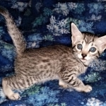 Mau, Bronze, Female, DOB 4-10-202