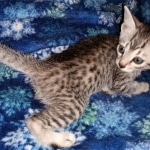 Mau, Bronze, Female, DOB 4-10-20