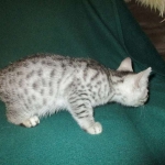 Mau, Cool Bronze, Male, DOB 3-10-18