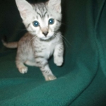 Mau, Cool Bronze, Male, DOB 3-10-18