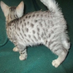 Mau, Cool Bronze, Male, DOB 3-10-18