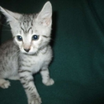 Mau, Cool Bronze, Male, DOB 3-10-18