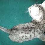 Mau, Cool Bronze, Male, DOB 3-10-18