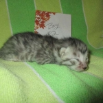 Mau, Cool Bronze, Male, DOB 3-10-18