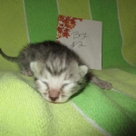 Mau, Cool Bronze, Male, DOB 3-10-18