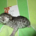 Mau, Cool Bronze, Male, DOB 3-10-18