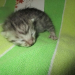 Mau, Cool Bronze, Male, DOB 3-10-18