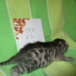 Mau, Cool Bronze, Male, DOB 3-10-18