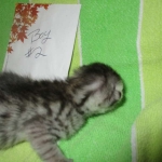 Mau, Cool Bronze, Male, DOB 3-10-18