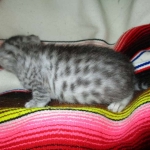 Mau, Cool Bronze, Male, DOB 3-10-18