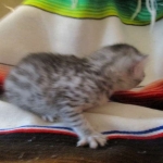 Mau, Cool Bronze, Male, DOB 3-10-18