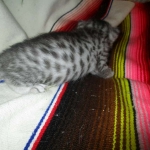 Mau, Cool Bronze, Male, DOB 3-10-18