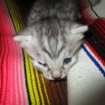 Mau, Cool Bronze, Male, DOB 3-10-18