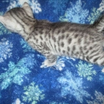 Mau, Cool Bronze, Male, DOB 3-10-18