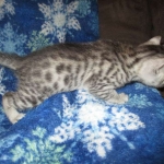 Mau, Cool Bronze, Male, DOB 3-10-18