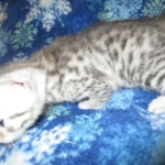 Mau, Cool Bronze, Male, DOB 3-10-18