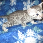 Mau, Cool Bronze, Male, DOB 3-10-18