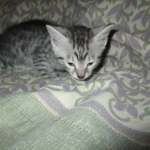 Mau, Cool Bronze, Male, DOB 3-10-18