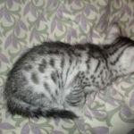 Mau, Cool Bronze, Male, DOB 3-10-18