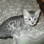 Mau, Cool Bronze, Male, DOB 3-10-18