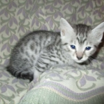 Mau, Cool Bronze, Male, DOB 3-10-18