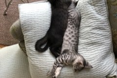 Bandit  Egyptian Mau Cool Bronze male DOB 4-10-20