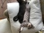 Bandit  Egyptian Mau Cool Bronze male DOB 4-10-20