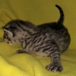 Mau, Bronze, Male, DOB 4-10-20