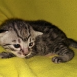 Mau, Bronze, Male, DOB 4-10-20