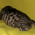 Mau, Bronze, Male, DOB 4-10-20