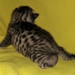 Mau, Bronze, Male, DOB 4-10-20