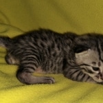 Mau, Bronze, Male, DOB 4-10-20