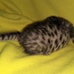 Mau, Bronze, Male, DOB 4-10-20