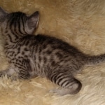 Colt, Mau, Bronze, Male, DOB 4-10-20