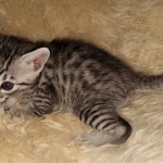 Colt, Mau, Bronze, Male, DOB 4-10-20