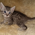 Colt, Mau, Bronze, Male, DOB 4-10-20
