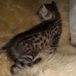 Colt, Mau, Bronze, Male, DOB 4-10-20