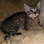 Colt, Mau, Bronze, Male, DOB 4-10-20