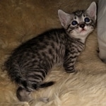 Colt, Mau, Bronze, Male, DOB 4-10-20