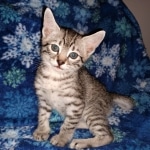 Colt, Mau, Bronze, Male, DOB 4-10-20