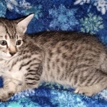 Colt, Mau, Bronze, Male, DOB 4-10-20