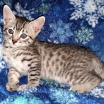 Colt, Mau, Bronze, Male, DOB 4-10-20
