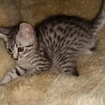 Colt, Mau, Bronze, Male, DOB 4-10-20