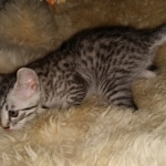 Colt, Mau, Bronze, Male, DOB 4-10-20