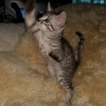 Colt, Mau, Bronze, Male, DOB 4-10-20